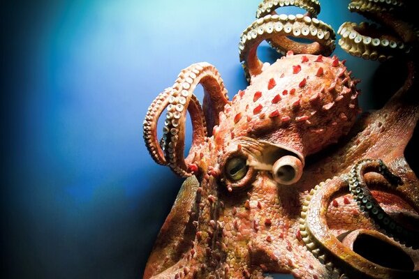 Kraken market ссылка